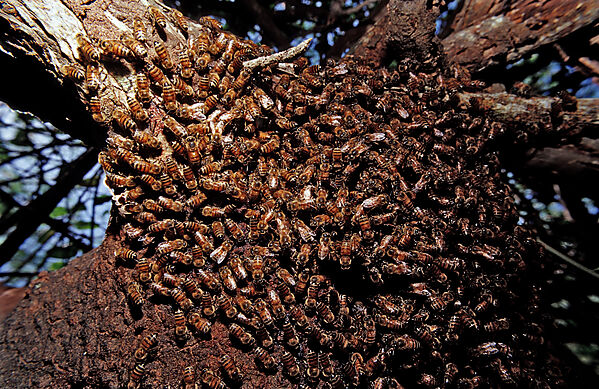 Wild bees