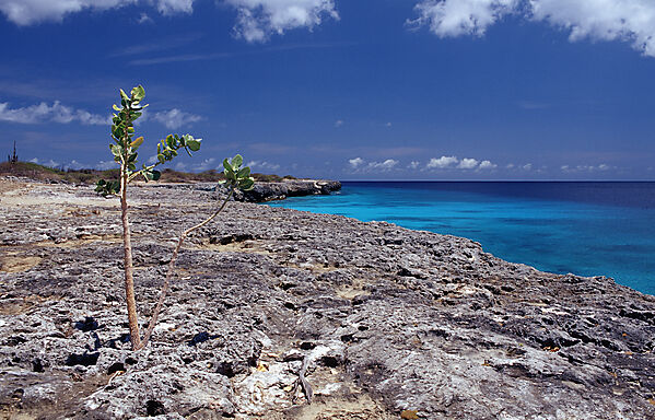 Kueste von Bonaire