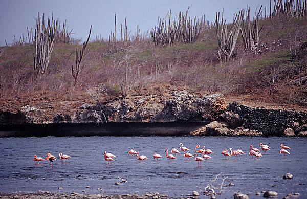 Karibischer Flamingo