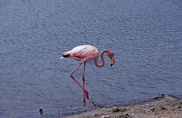 Karibischer Flamingo