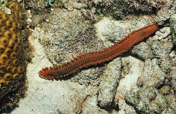 Feuerborstenwurm