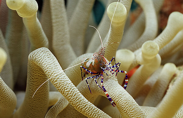 Spotted cleaner shrimp in anemone