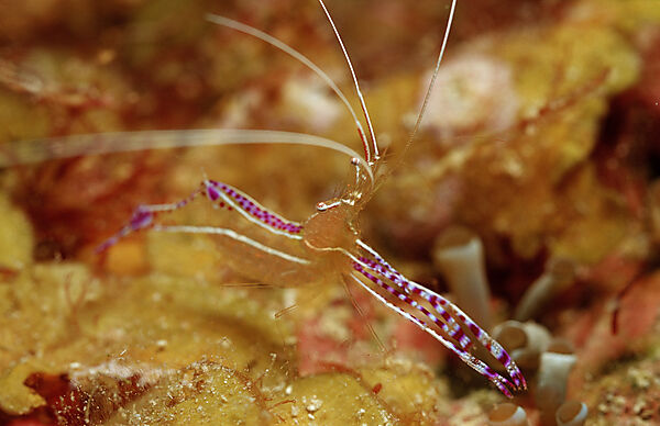 Spotted cleaner shrimp in anemone