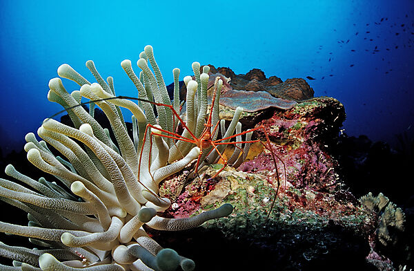 Spinnenkrabben in Anemone