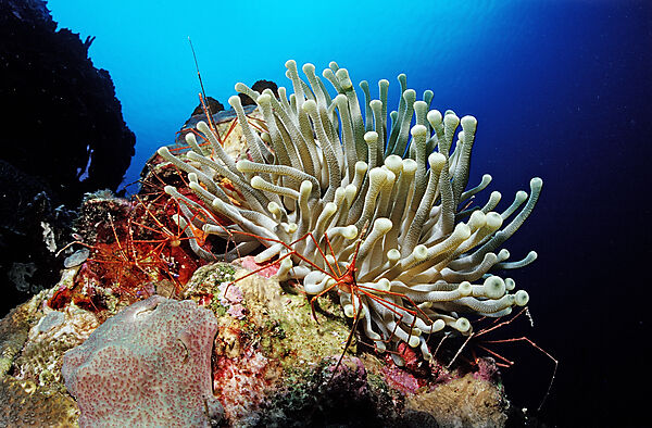 Spinnenkrabben in Anemone