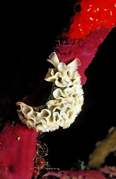 Girlanden-Nacktschnecke