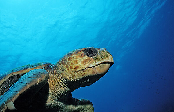 Unechte Karettschildkroete