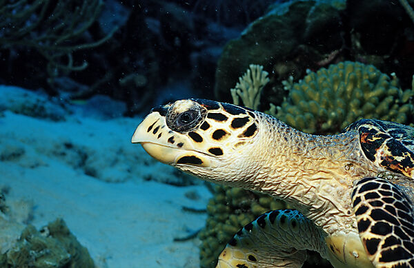 Echte Karettschildkroete