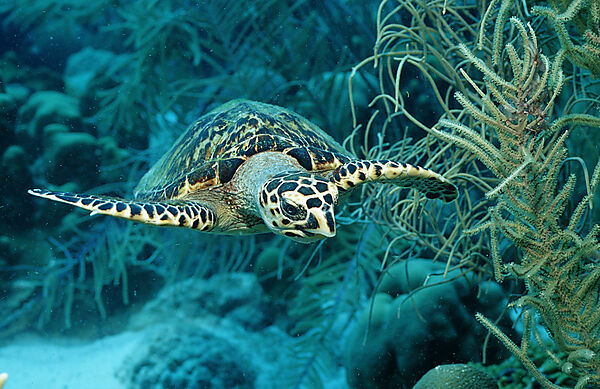 Echte Karettschildkroete