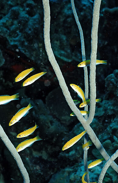 Blaukopflippfisch