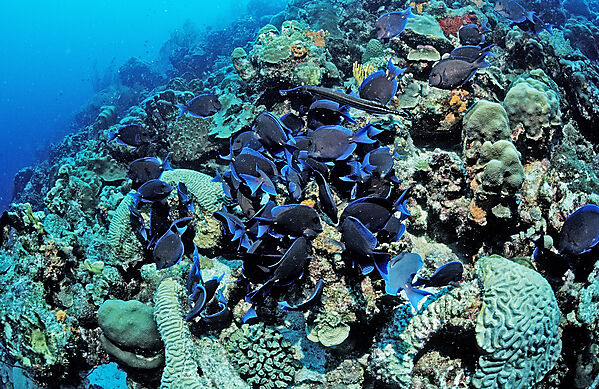 Blauer Doktorfisch