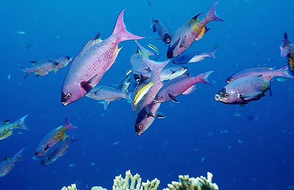 Kreolenlippfisch