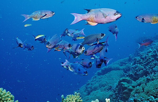 Kreolenlippfisch