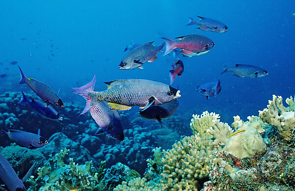 Kreolenlippfisch