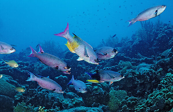 Kreolenlippfisch