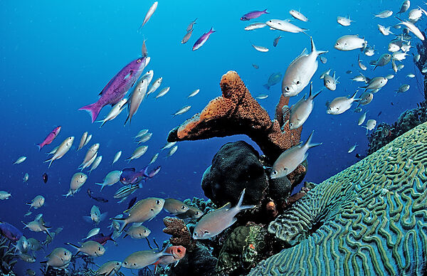 Brauner Chromis