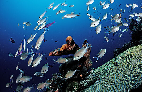 Brauner Chromis