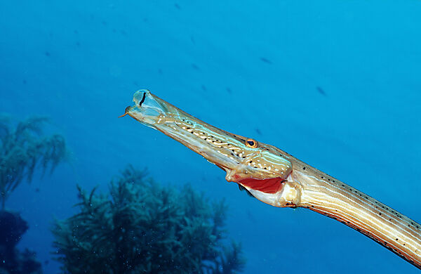 Atlantik-Trompetenfisch, Trompetenfisch