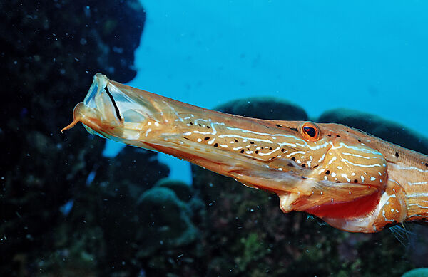 Atlantik-Trompetenfisch, Trompetenfisch