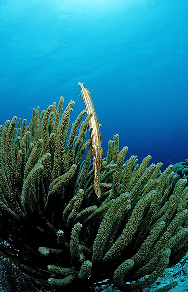 Atlantik-Trompetenfisch, Trompetenfisch