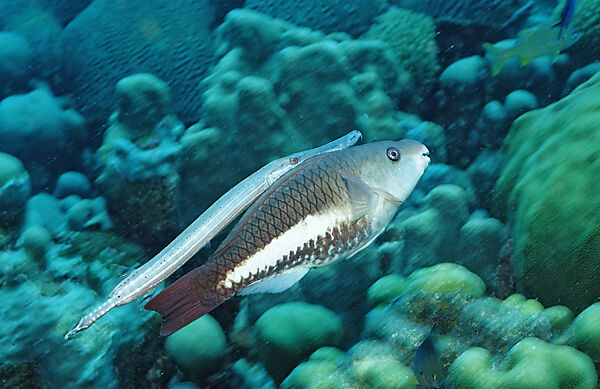 Atlantik-Trompetenfisch, Koenigin-Papageifisch