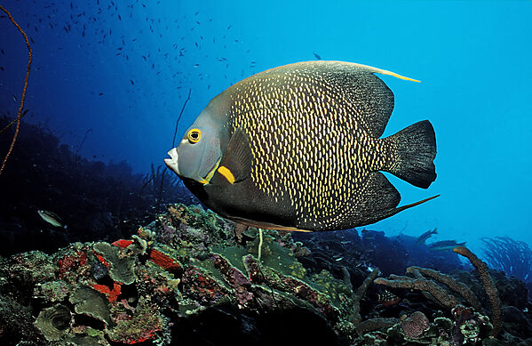 Franzosen-Kaiserfisch