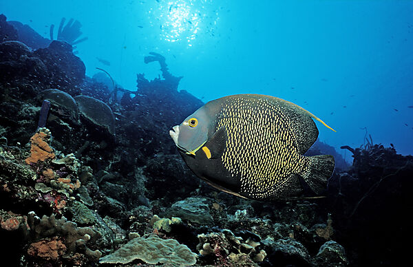 Franzosen-Kaiserfisch