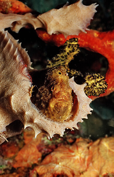 Longlure Frogfish
