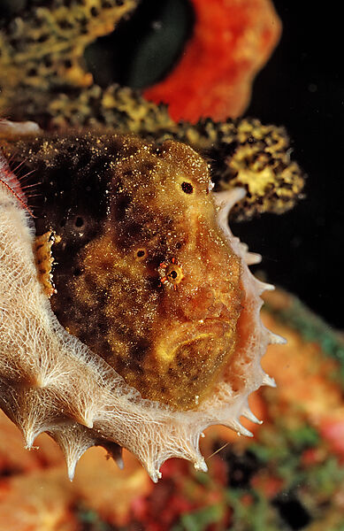 Longlure Frogfish