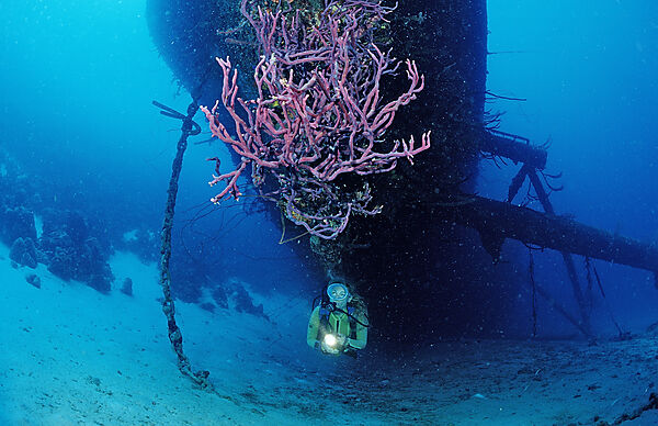 Taucher am Hilma Hooker Schiffswrack
