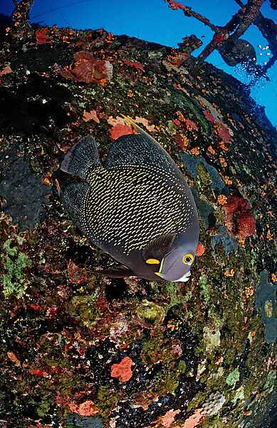 Franzosen-Kaiserfisch am Hilma Hooker Schiffswrack