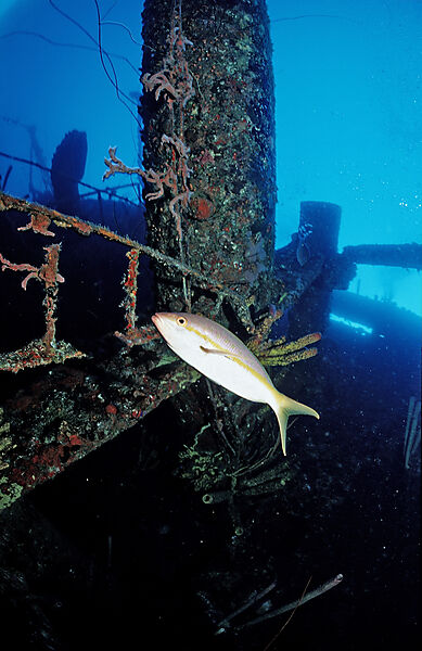 Yellowtail snapper on the Hilma Hooker Ship Wreck
