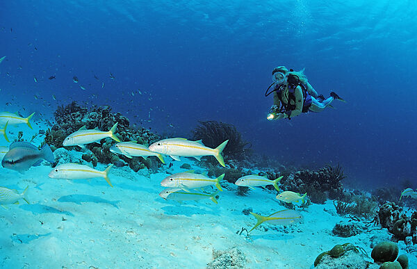 Scuba diver and Yellow Goatfishes