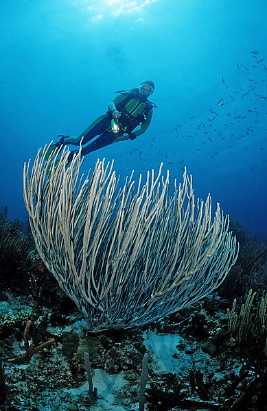 Scuba diver and coral reef