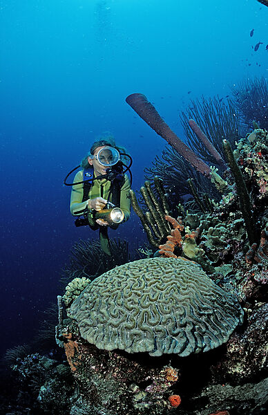 Scuba diver and coral reef