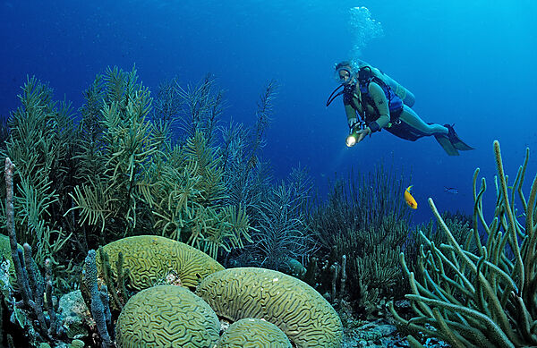 Scuba diver and coral reef