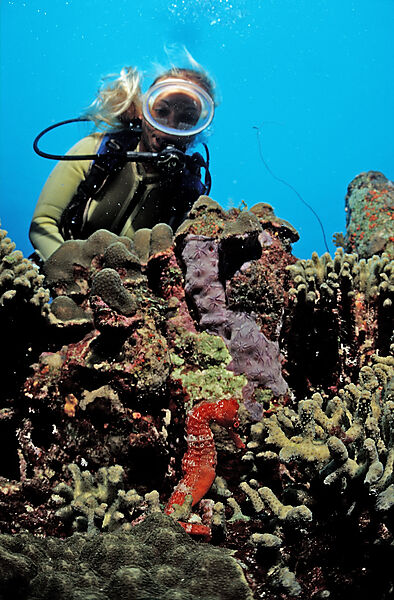 Scuba diver and Longsnout Seahorse