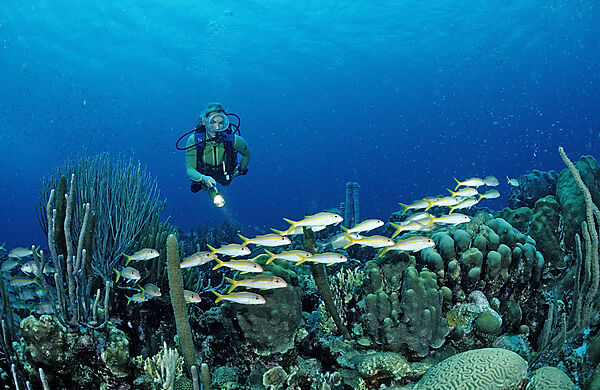 Scuba diver and Yellow Goatfishes