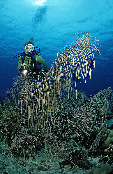 Scuba diver and coral reef