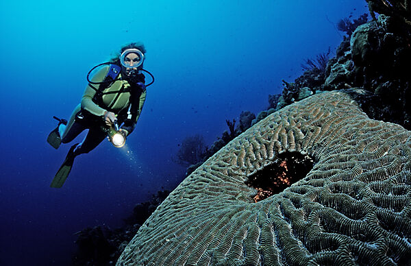 Scuba diver and coral reef