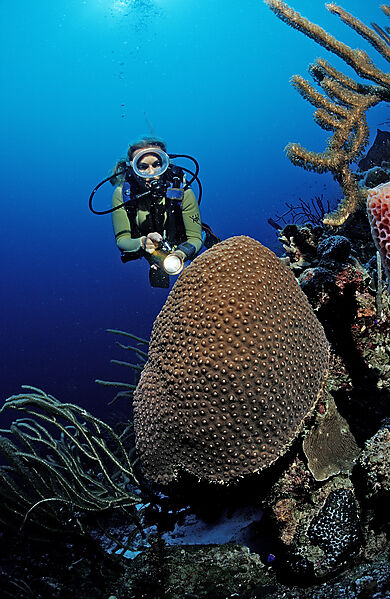 Scuba diver and coral reef
