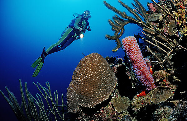 Scuba diver and coral reef