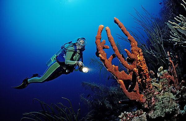 Scuba diver and coral reef