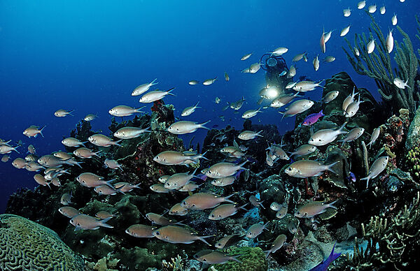 Taucher und Brauner Chromis