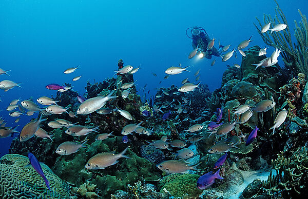 Taucher und Brauner Chromis