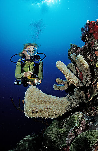 Scuba diver and coral reef