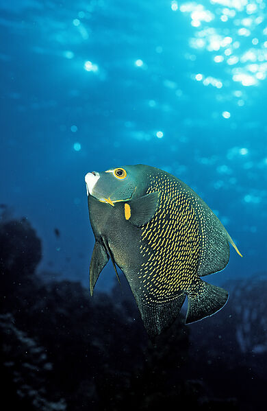 Franzosen-Kaiserfisch