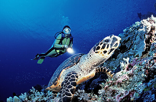 Scuba diver and Hawksbill sea turtle