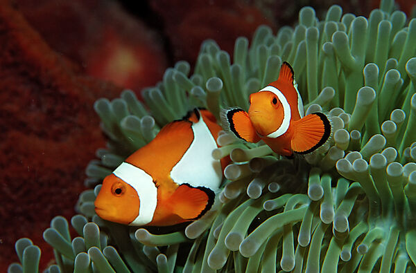 Two Clown anemonefishes