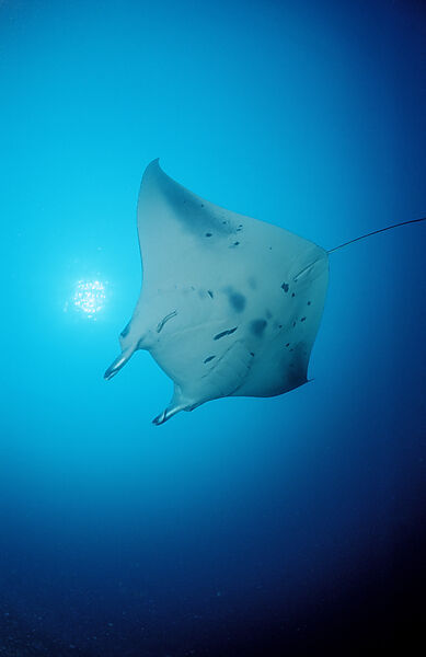 Manta